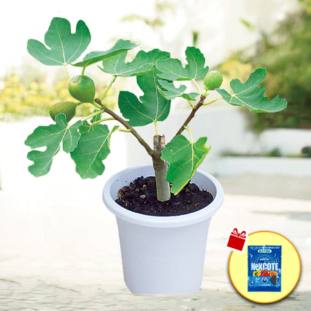 ≪送料無料！≫実付きイチジク　５月下旬より順次お届け