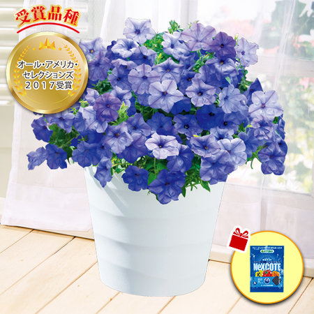 送料無料 ペチュニア ブルームーン ５月下旬より順次お届け 食品通販のベルーナグルメ 公式