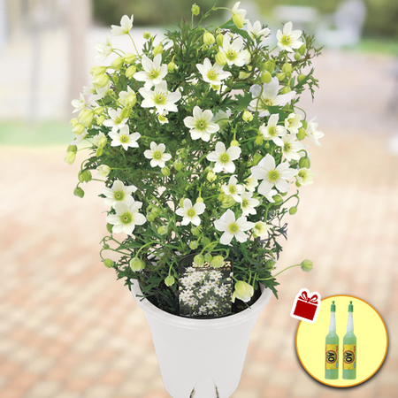 送料無料 クレマチス カートマニージョー ４月上旬より順次お届け 食品通販のベルーナグルメ 公式