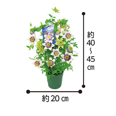 ≪送料無料！≫クレマチス「ビエネッタ」行燈仕立て　４月上旬より順次お届け