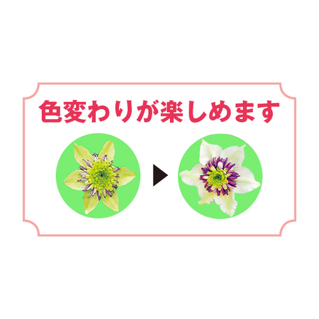 ≪送料無料！≫クレマチス「ビエネッタ」行燈仕立て　４月上旬より順次お届け