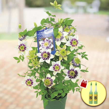 ≪送料無料！≫クレマチス「ビエネッタ」行燈仕立て　４月上旬より順次お届け