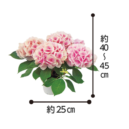 ≪送料無料！≫あじさい「コットンキャンディ」　４月中旬より順次お届け