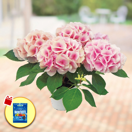 ≪送料無料！≫あじさい「コットンキャンディ」　４月中旬より順次お届け