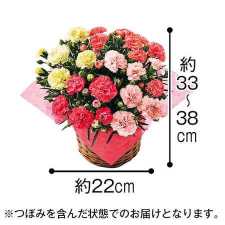 カーネーションサキーネ４色ミックス「しあわせ」と文明堂カステラセット　母の日お届け