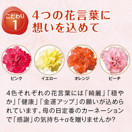 カーネーションサキーネ４色ミックス「しあわせ」と文明堂カステラセット　母の日お届け