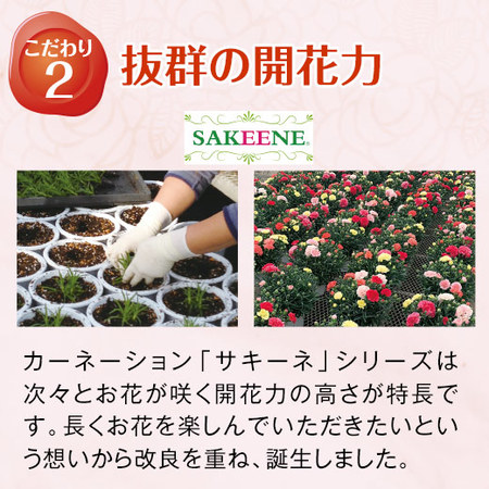 カーネーションサキーネ４色ミックス「しあわせ」と文明堂カステラセット　母の日お届け