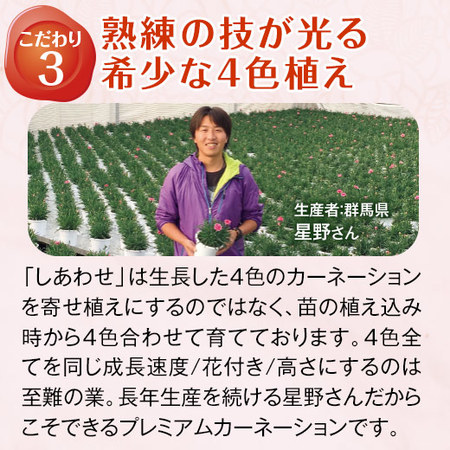 カーネーションサキーネ４色ミックス「しあわせ」と文明堂カステラセット　母の日お届け