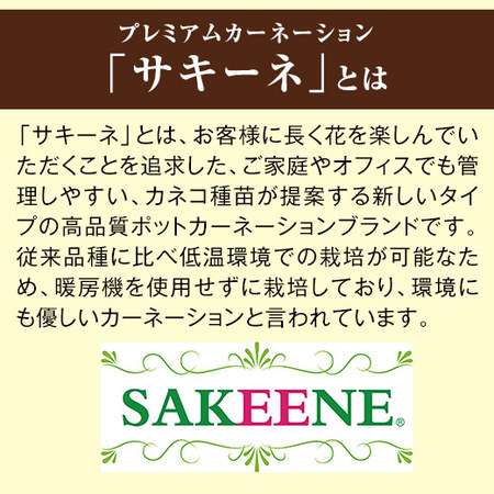 カーネーションサキーネ４色ミックス「しあわせ」と文明堂カステラセット　母の日お届け