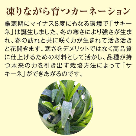 カーネーションサキーネ４色ミックス「しあわせ」と文明堂カステラセット　母の日お届け