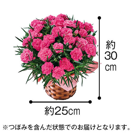 カーネーションスイートジュエルと文明堂どらやきセット　母の日お届け