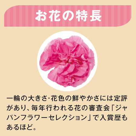 カーネーションスイートジュエルと文明堂どらやきセット　母の日お届け