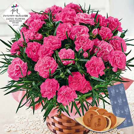 カーネーションスイートジュエルと文明堂どらやきセット　母の日お届け