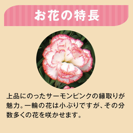 ≪早割★２２０円お得！≫カーネーションゆきかなで母の日お届け