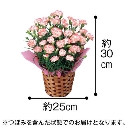 カーネーションゆきかなでと文明堂カステラセット 母の日お届け 食品通販のベルーナグルメ 公式 カーネーションゆきかなでと文明堂カステラセット 母の日お届け 食品通販のベルーナグルメ 公式