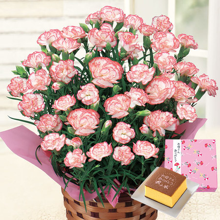 カーネーションゆきかなでと文明堂カステラセット 母の日お届け 食品通販のベルーナグルメ 公式 カーネーションゆきかなでと文明堂カステラセット 母の日お届け 食品通販のベルーナグルメ 公式