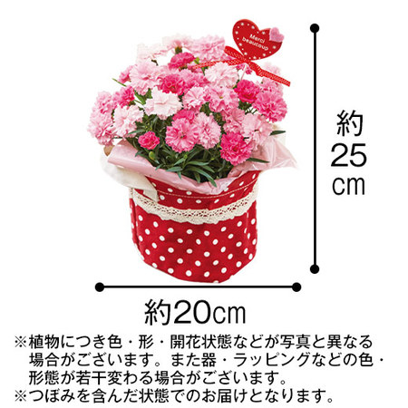 ≪早割★５５０円お得！≫カーネーションアイラブユーとコロンバンフールセックセット母の日お届け