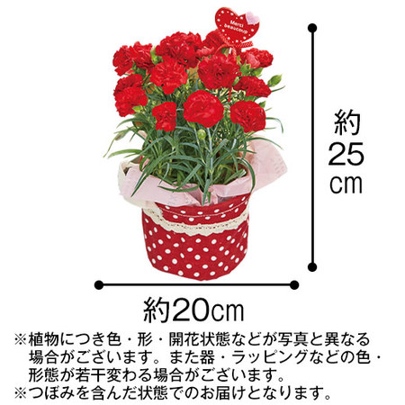 早割 ５５０円お得 カーネーショングランルージュとコロンバンフールセックセット母の日お届け 食品通販のベルーナグルメ 公式