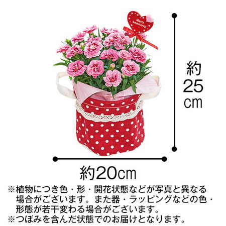 ≪早割★５５０円お得！≫カーネーションオスカーピンク＆パープルと烏骨鶏姫どらやき母の日お届け