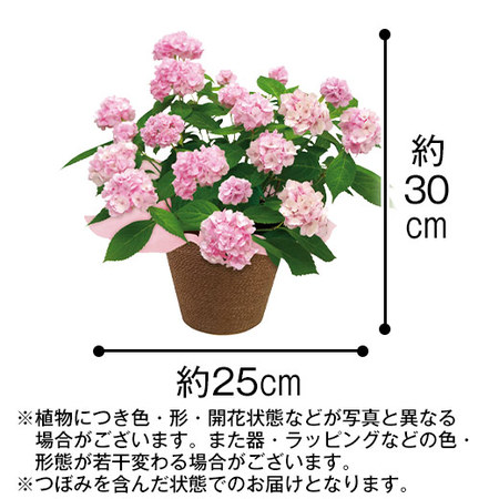 ≪早割★８８０円お得！≫あじさい伊予獅子てまりとホテルオークラプチケーキセット母の日お届け