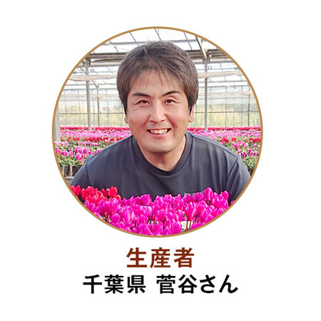 ≪早割★８８０円お得！≫あじさい伊予獅子てまりとコロンバンフールセックセット母の日お届け