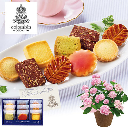 ≪早割★８８０円お得！≫あじさい伊予獅子てまりとコロンバンフールセックセット母の日お届け