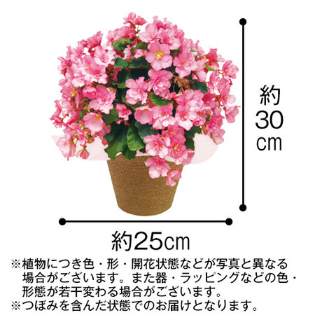 ≪早割★８８０円お得！≫ベゴニアグローリーピンクとホテルオークラプチケーキセット母の日お届け