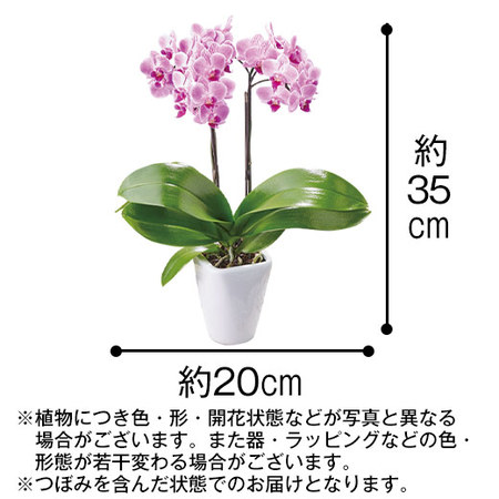 ≪早割★８８０円お得！≫ミディ胡蝶蘭チュンリー２本立と烏骨鶏姫どらやきセット母の日お届け