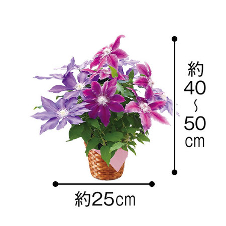 クレマチス２色ミックス　行燈仕立て　母の日お届け