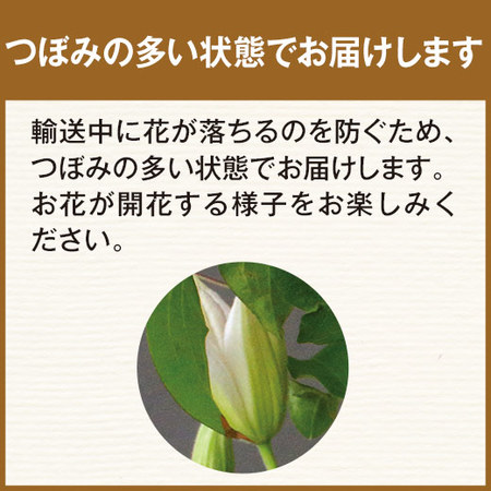 クレマチス２色ミックス　行燈仕立て　母の日お届け