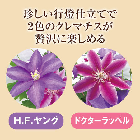 クレマチス２色ミックス　行燈仕立て　母の日お届け