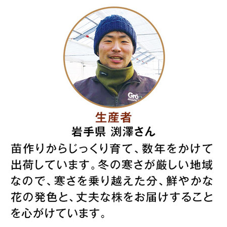 クレマチス２色ミックス　行燈仕立て　母の日お届け