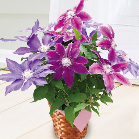 クレマチス２色ミックス　行燈仕立て　母の日お届け