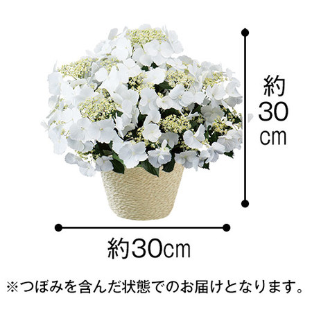 ≪早割★７７０円お得！≫あじさいラグランジア母の日お届け