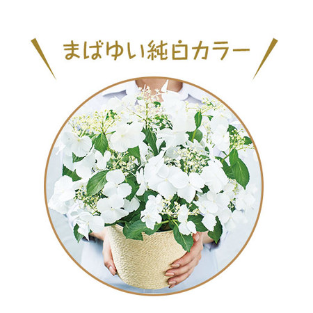 ≪早割★７７０円お得！≫あじさいラグランジア母の日お届け