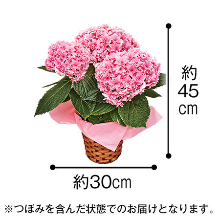 ≪早割★８８０円お得！≫あじさいユーミーパーフェクションと文明堂カステラセット母の日お届け