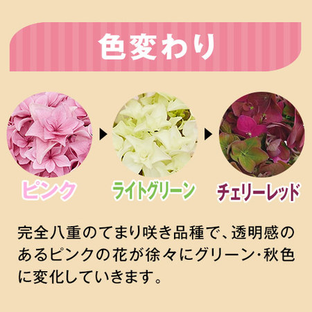 ≪早割★８８０円お得！≫あじさいユーミーパーフェクションと文明堂カステラセット母の日お届け