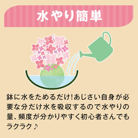 ≪早割★５５０円お得！≫苔玉あじさいポージィブーケララ母の日お届け