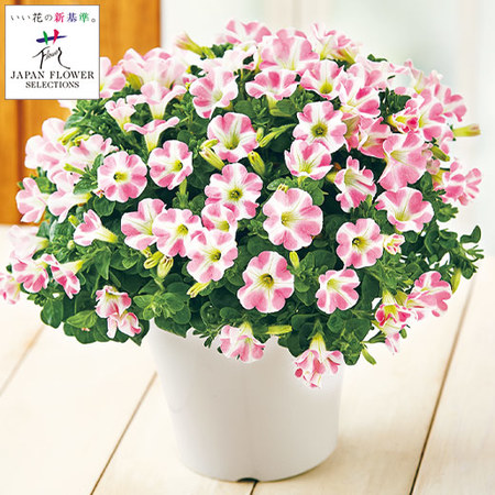 サフィニアアート ももいろハート 母の日お届け 食品通販のベルーナグルメ 公式