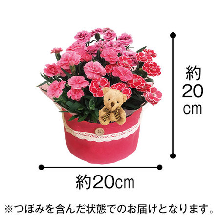 くまさんといっしょ♪３色カーネーションバスケットと文明堂カステラ　母の日届け