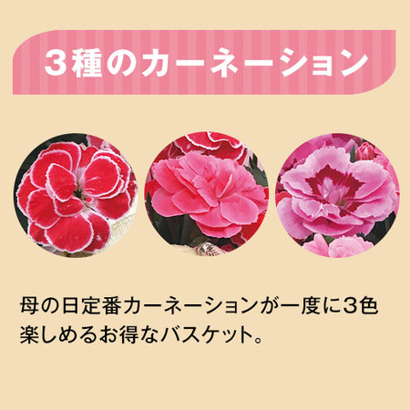 くまさんといっしょ♪３色カーネーションバスケットと文明堂カステラ　母の日届け