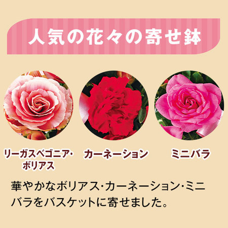 八重咲きリーガスベゴニア・ボリアス寄せ鉢と文明堂カステラ　母の日お届け