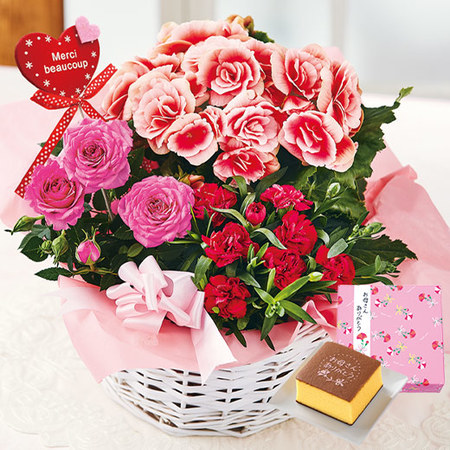 八重咲きリーガスベゴニア・ボリアス寄せ鉢と文明堂カステラ　母の日お届け