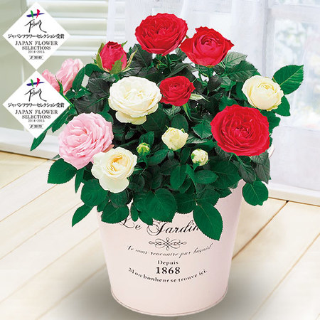 ≪早割★４４０円お得！≫インフィニティローズ　コンチェルト母の日お届け