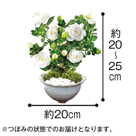 ≪早割★３３０円お得！≫香りただようくちなし盆栽父の日お届け