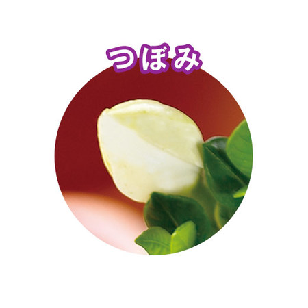 ≪早割★３３０円お得！≫香りただようくちなし盆栽父の日お届け