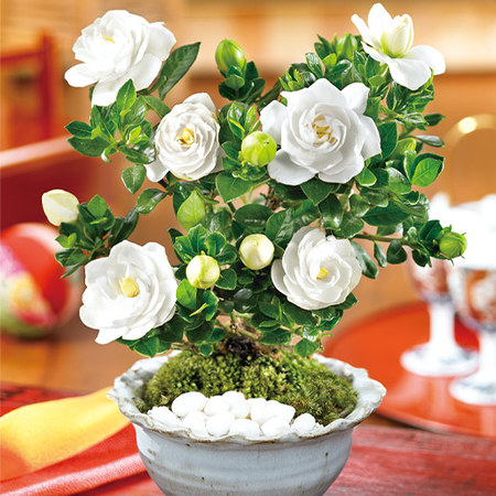 ≪早割★３３０円お得！≫香りただようくちなし盆栽父の日お届け