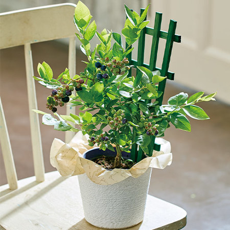 育てて食べられるブルーベリー 母の日お届け 食品通販のベルーナグルメ 公式