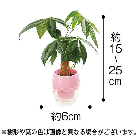 ≪早割★２２０円お得！≫元気に長持ち！みずてまりん母の日お届け