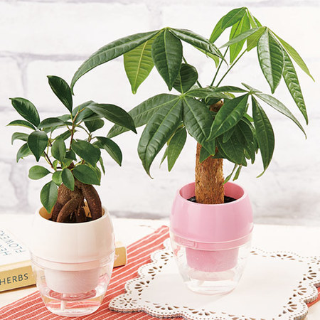 ≪早割★２２０円お得！≫元気に長持ち！みずてまりん母の日お届け